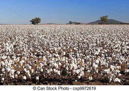 cotton clipart cotton field