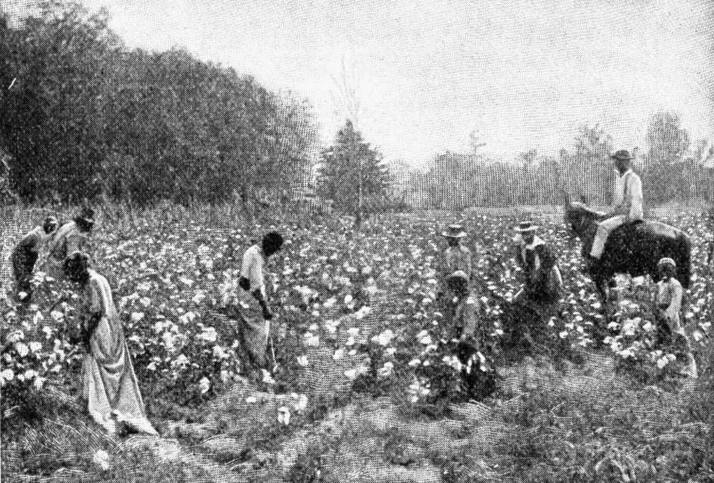 cotton clipart cotton field
