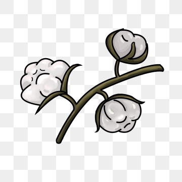 cotton clipart cotton flower