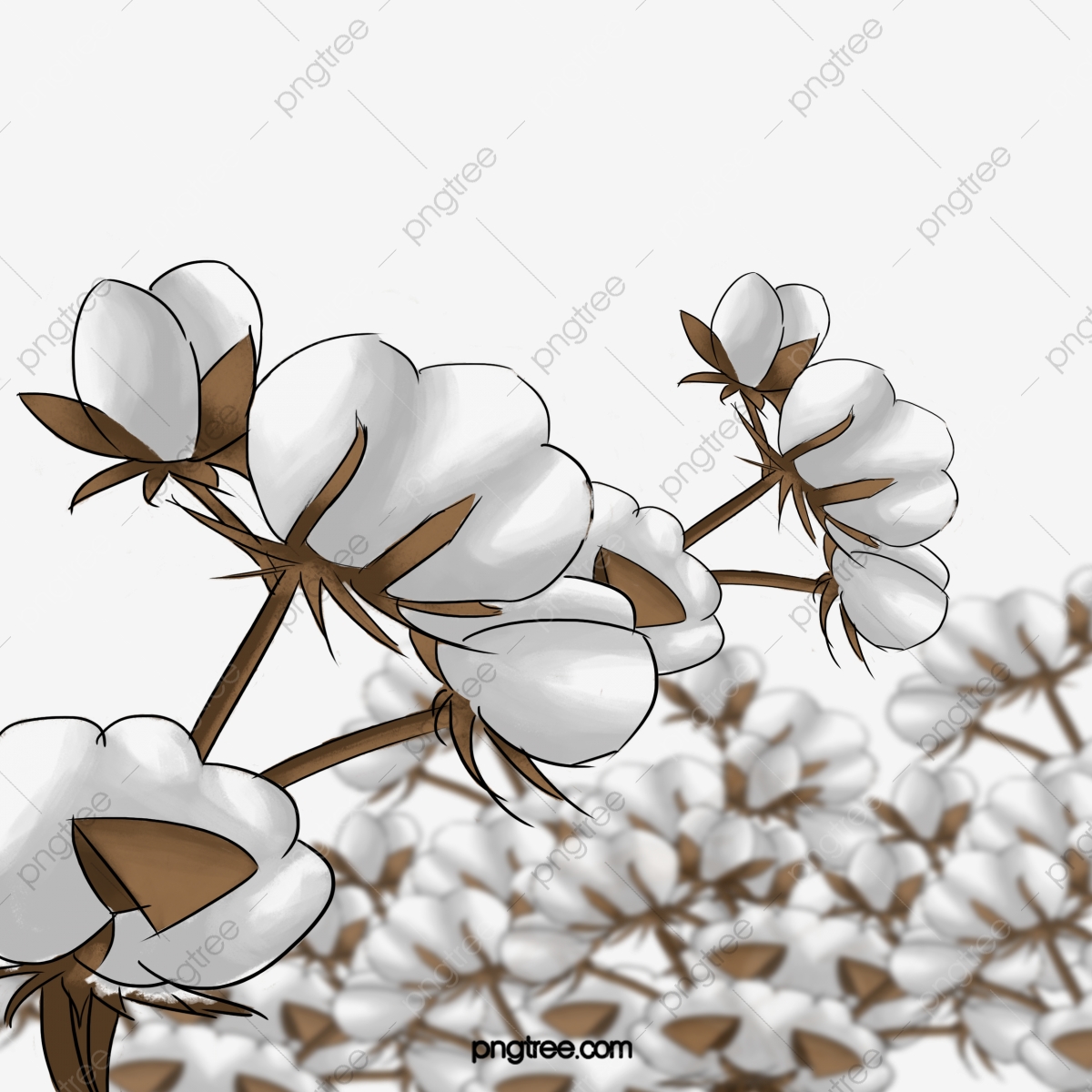 cotton clipart cotton plant
