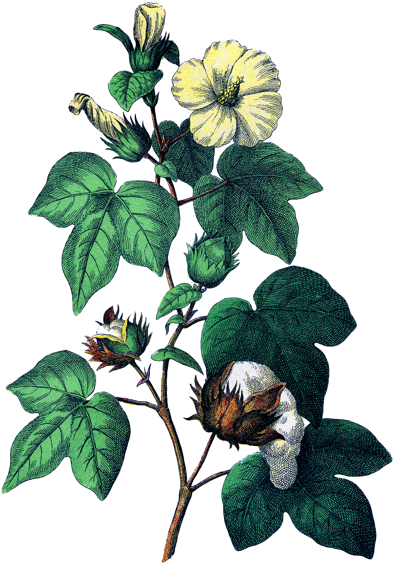cotton clipart cotton plant