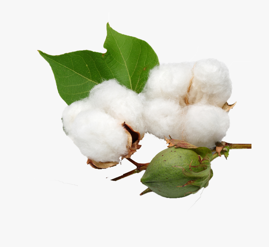 Cotton clipart cotton seed. Png background gossypium herbaceum
