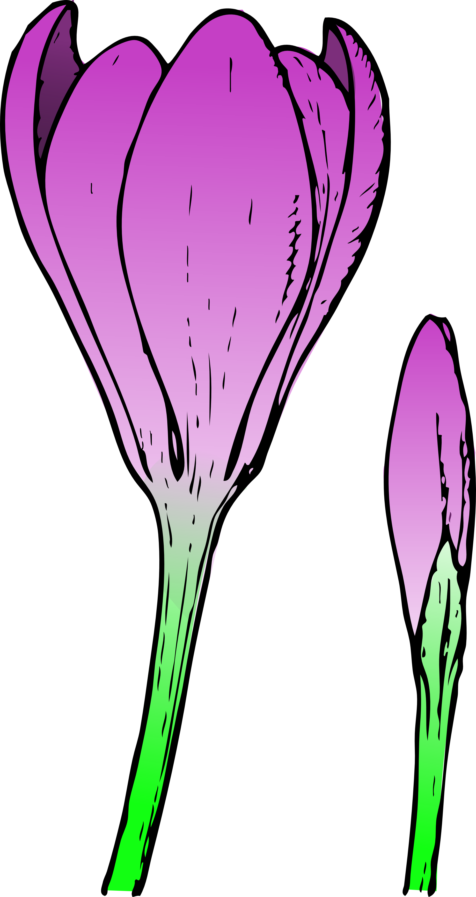 lotus clipart bud