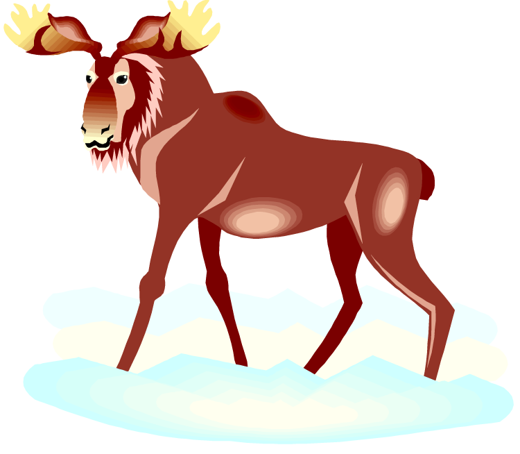 Moose animal canada