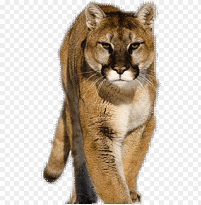 cougar clipart background