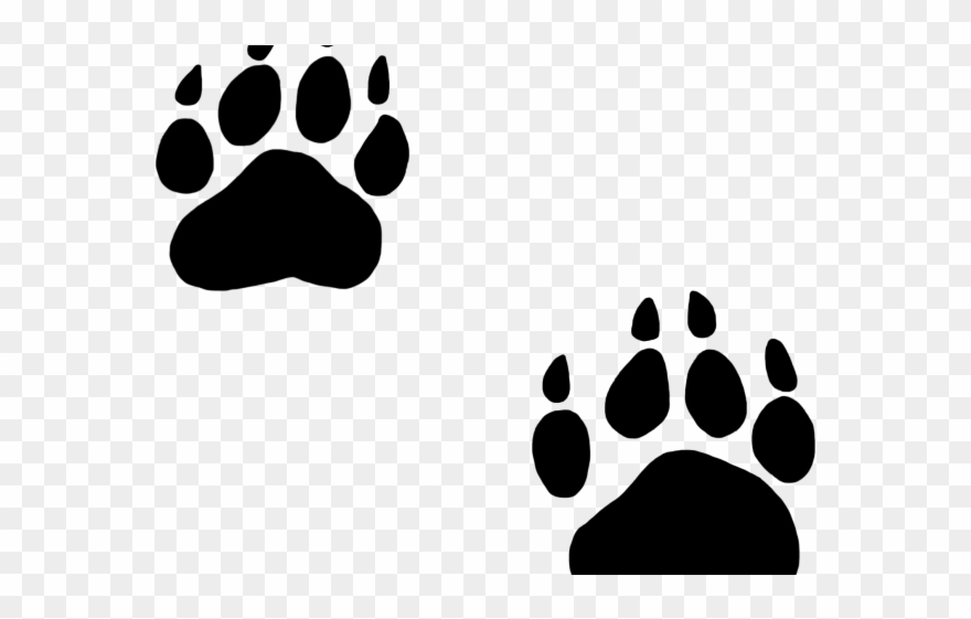 Cougar clipart footprint. Footprints black bear paw