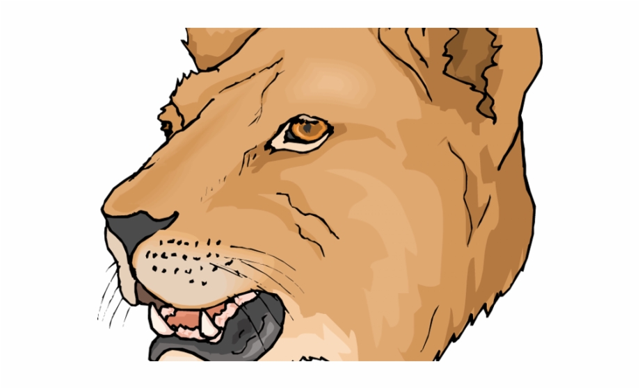 Lioness female lion clip. Cougar clipart fossa