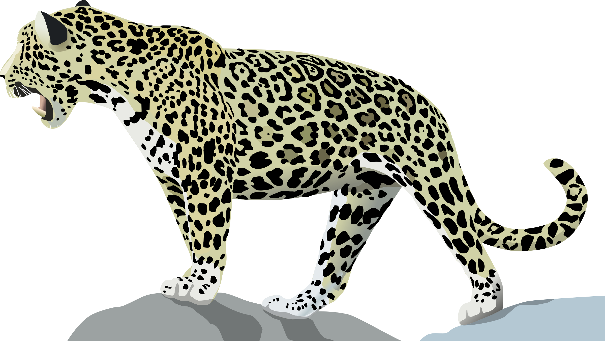 jaguar clipart african leopard