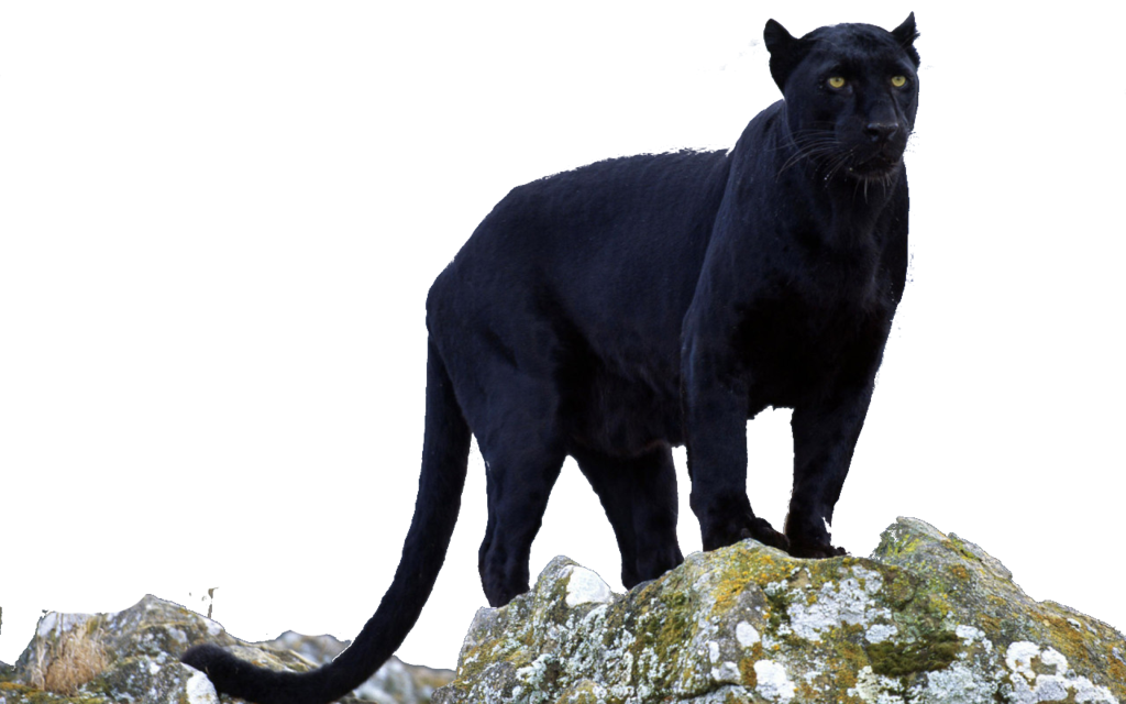 Black panther leopard png. Cougar clipart jaguar
