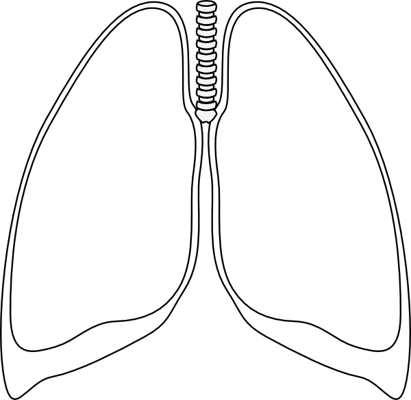 lungs clipart sketch