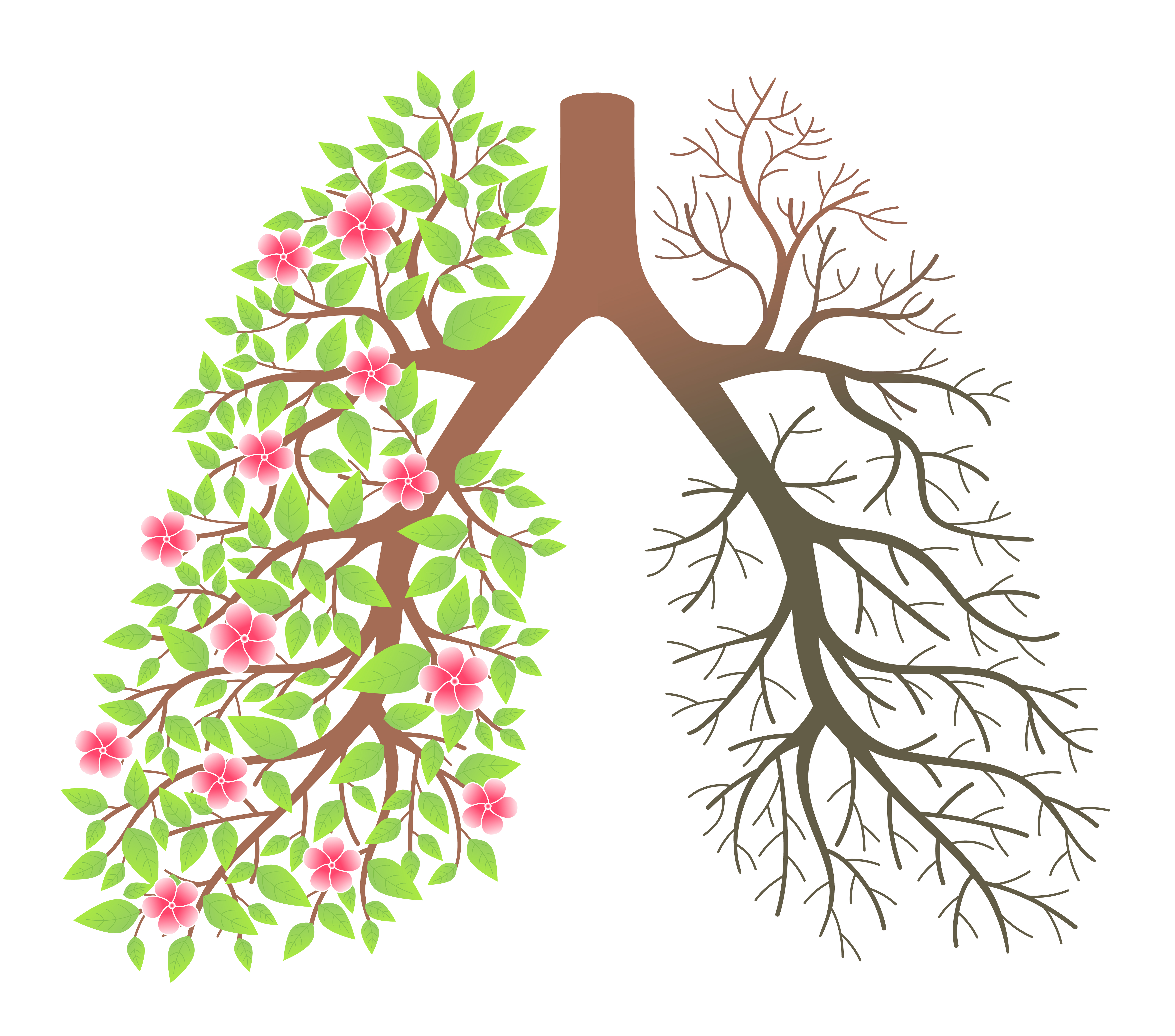 cough clipart healthy lung