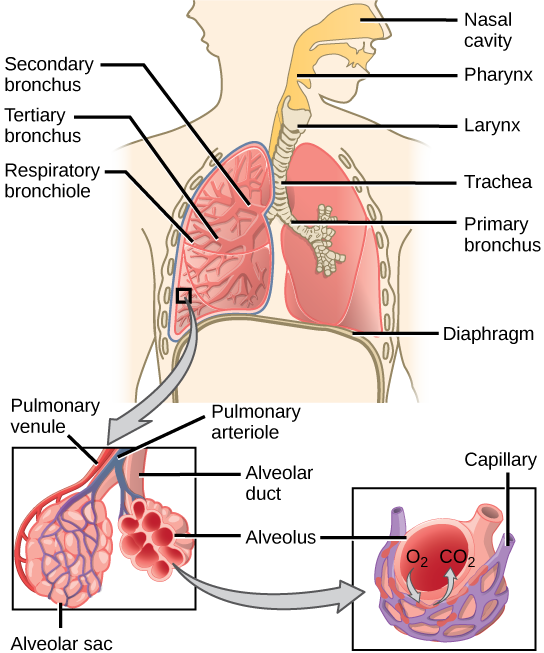 cough clipart pulmonary circulation
