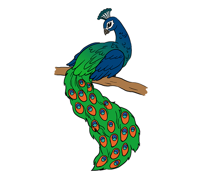 peacock clipart realistic cartoon