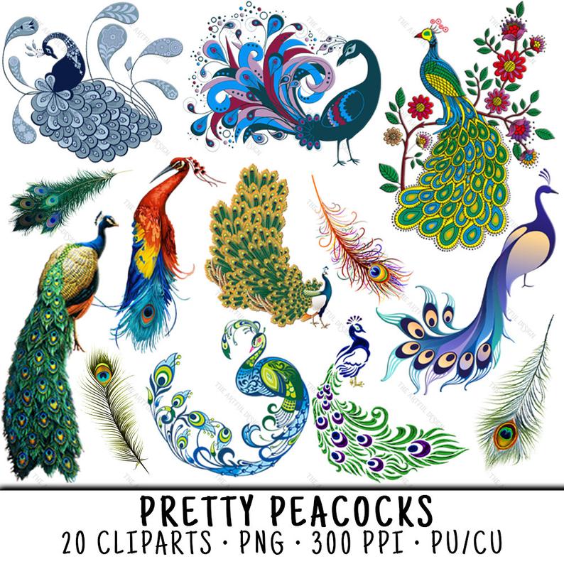 Peacock clipart summer. Bird clip art png