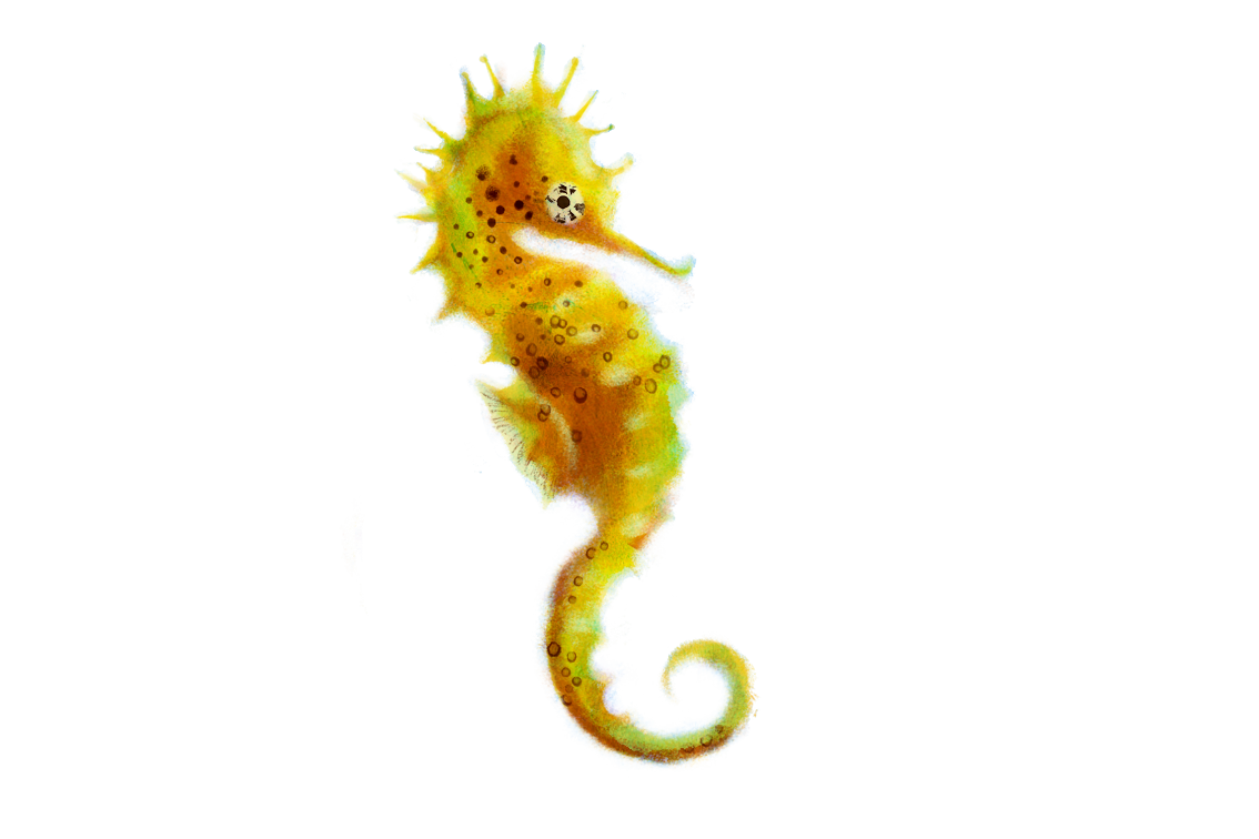 Couple clipart seahorse. Png pictureid best sb