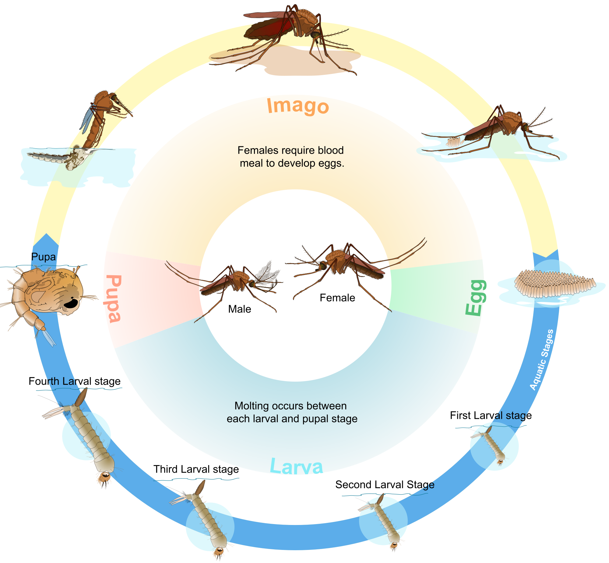 Gary phillips daily speculations. Mosquito clipart svg