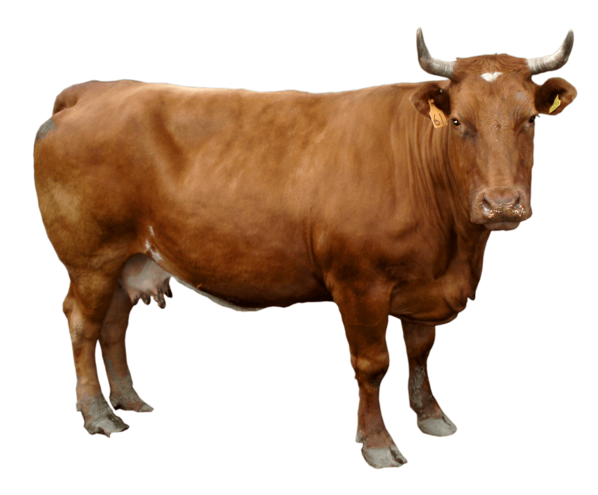 cow clipart bull
