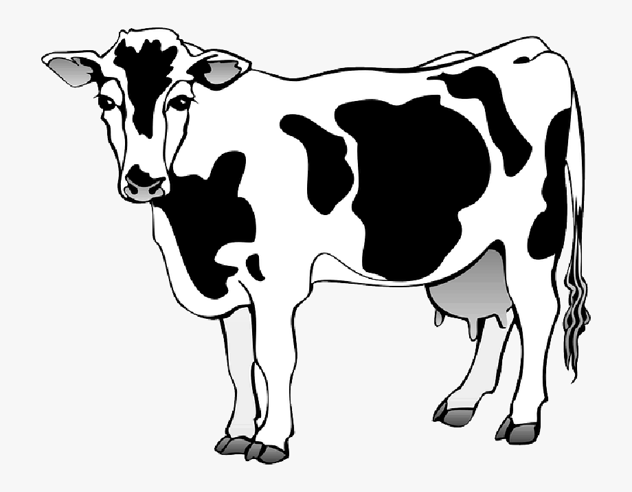 cows clipart clip art