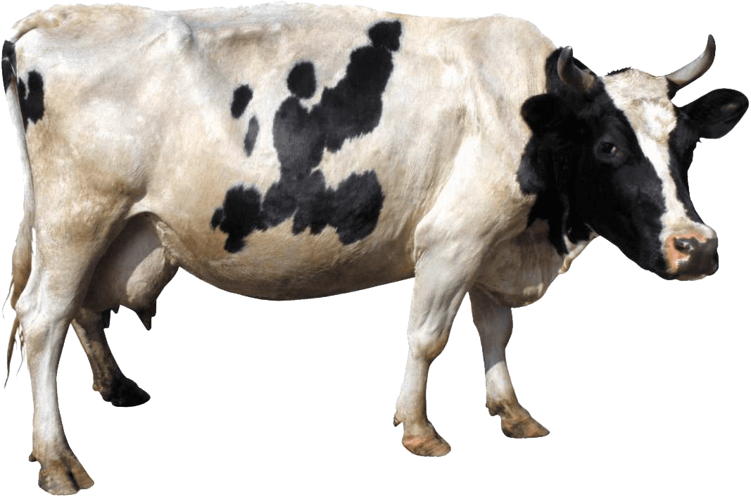 cow clipart cow indian