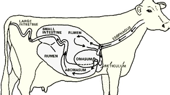 cows clipart digestive system