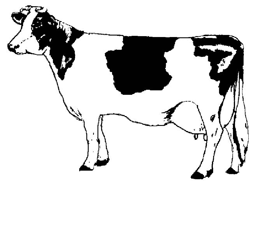cow clipart printable