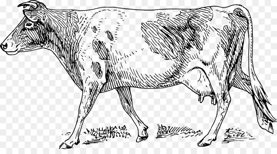 cows clipart sketch