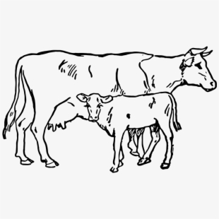 cows clipart calf
