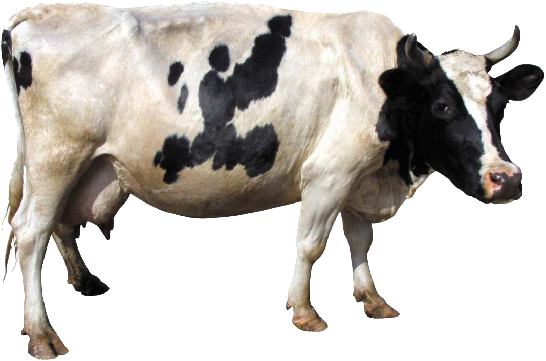 Cows clipart cow indian. Png images 