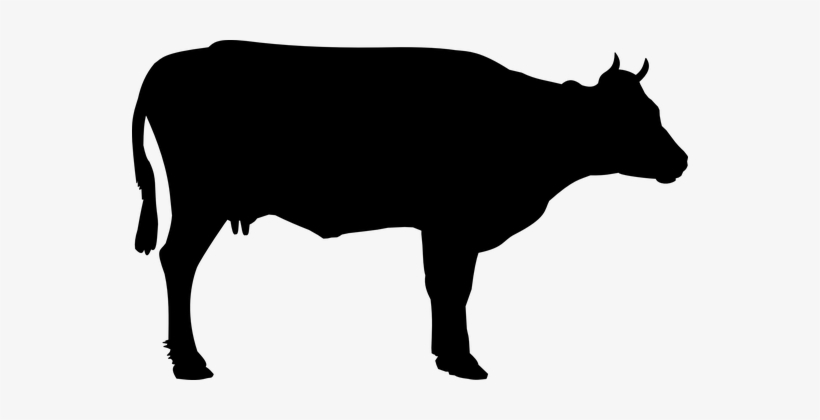 cows clipart foot
