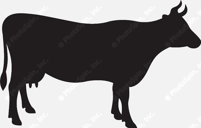 cows clipart profile