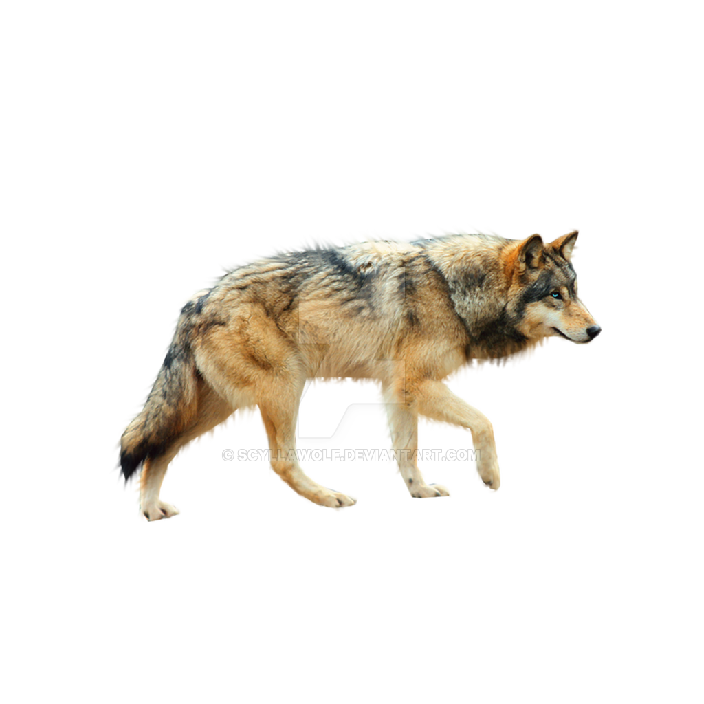 Coyote clipart brown wolf. Png 