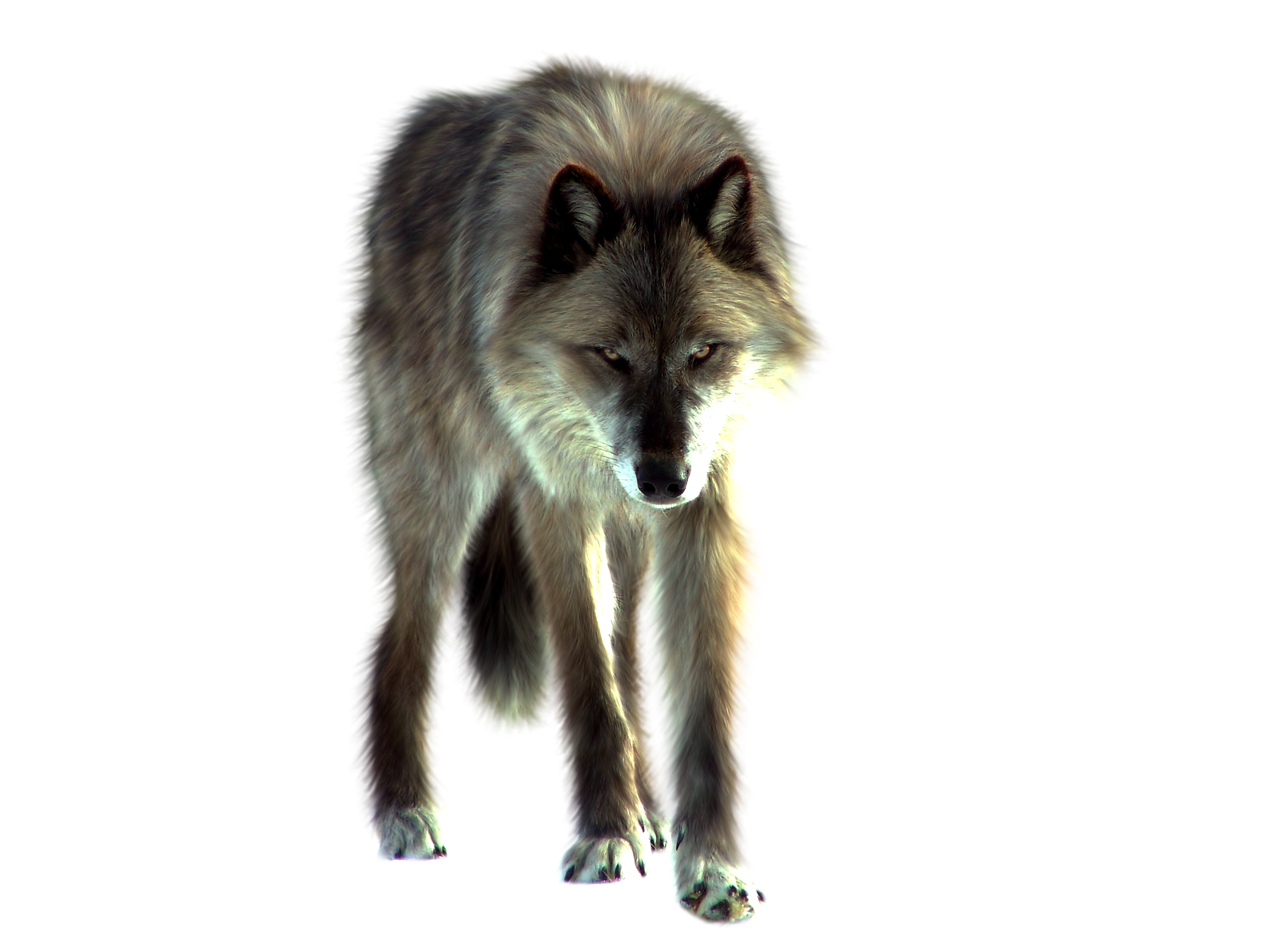 Png wolf by itsdura. Wolves clipart front