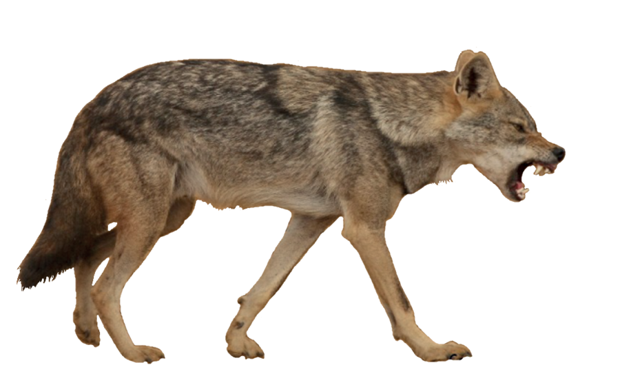 coyote clipart brown wolf