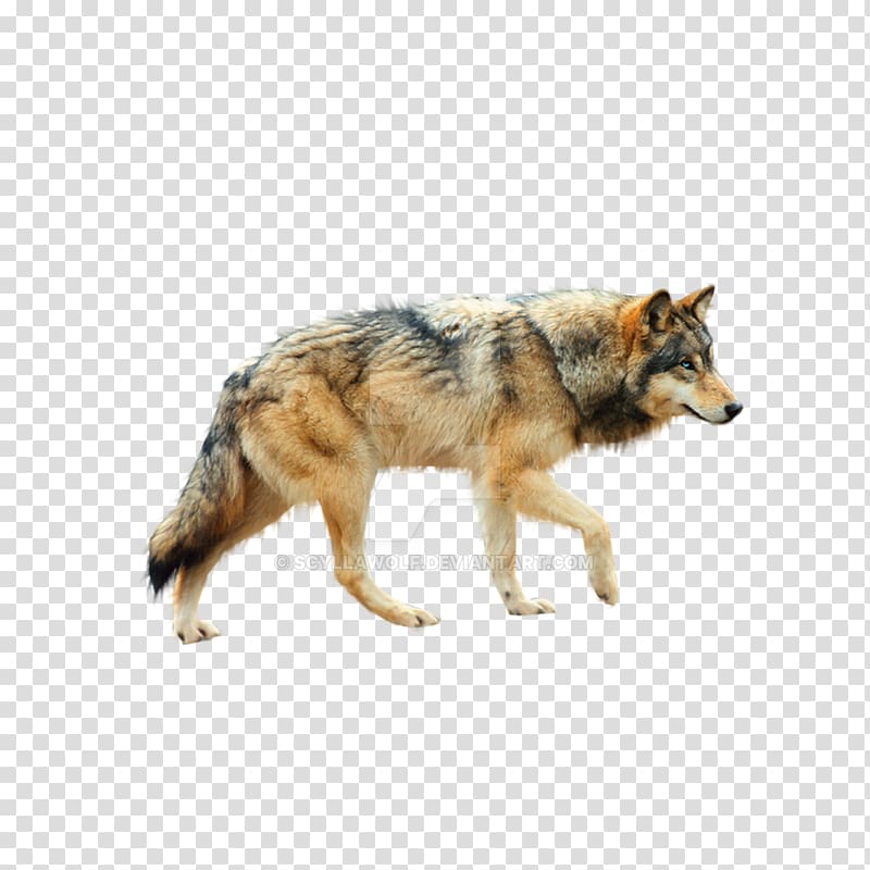 coyote clipart brown wolf