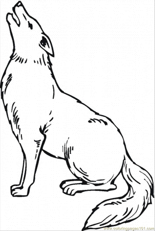 coyote clipart color