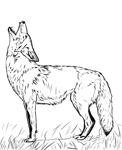 Coyote clipart coloring page, Coyote coloring page Transparent FREE for