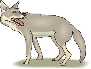coyote clipart coyote hunting