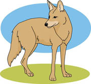 coyote clipart description