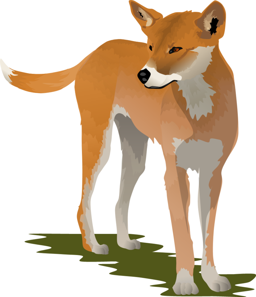 coyote clipart dingo