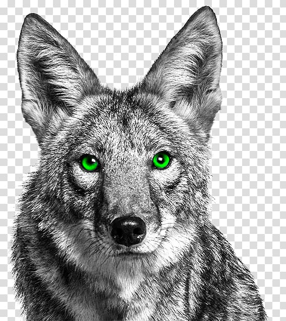 coyote clipart eye