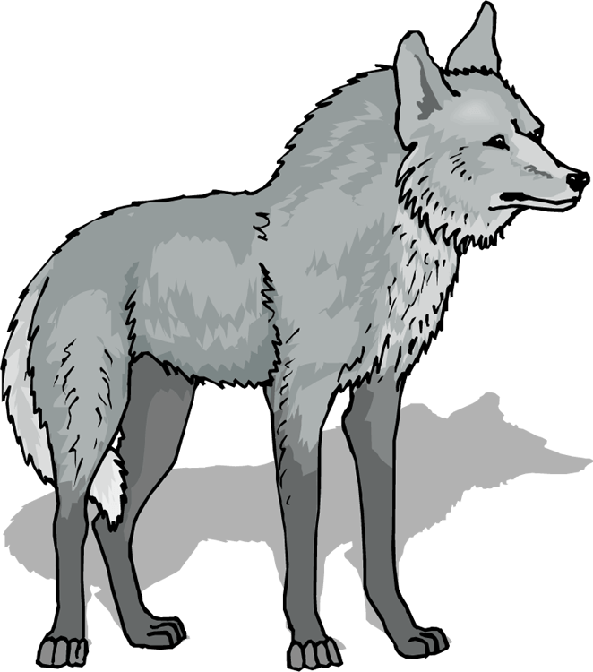 coyote clipart mascot