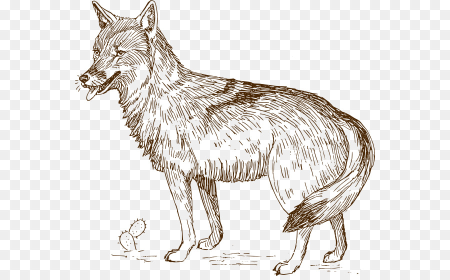 coyote clipart nice wolf
