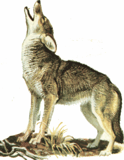 coyote clipart realistic