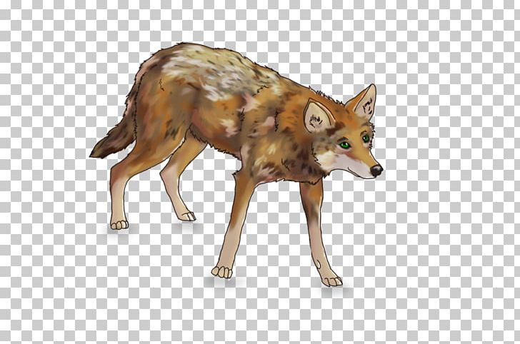 Coyote clipart red fox. Jackal gray wolf png