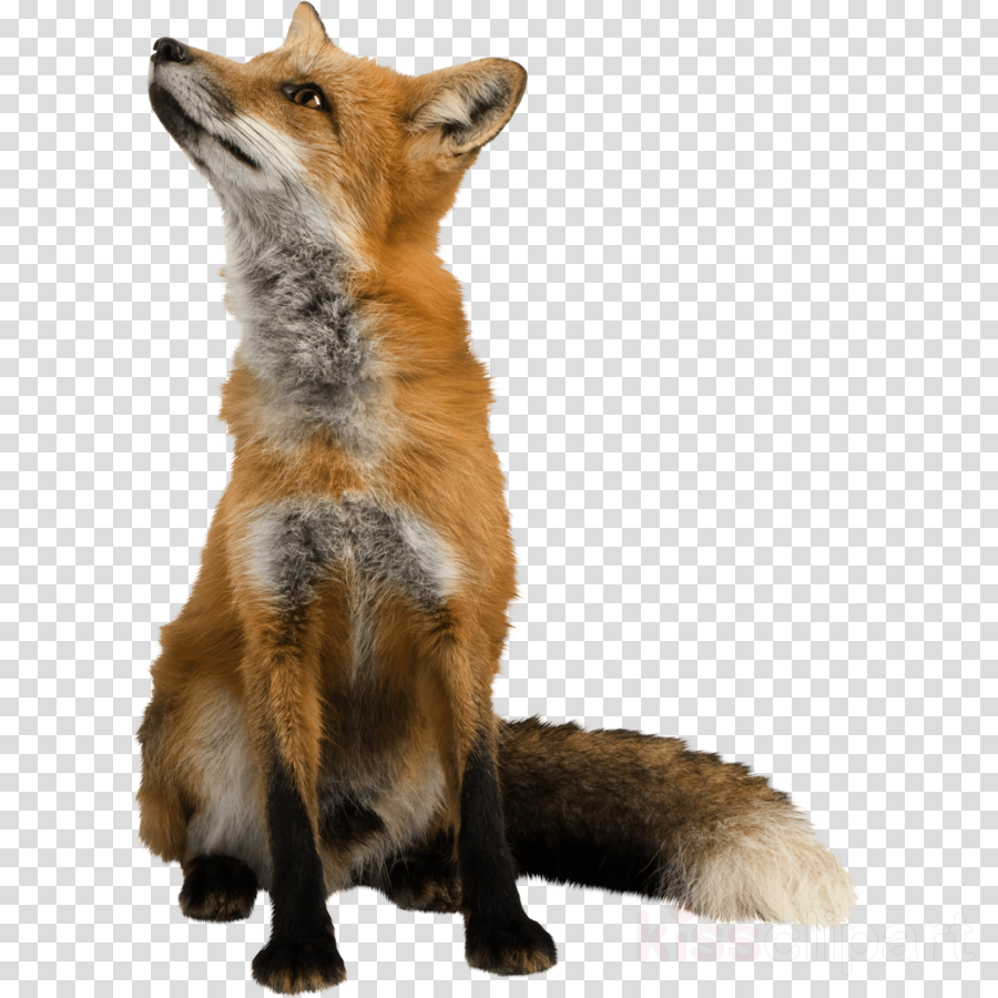 Dhole wildlife . Coyote clipart red fox