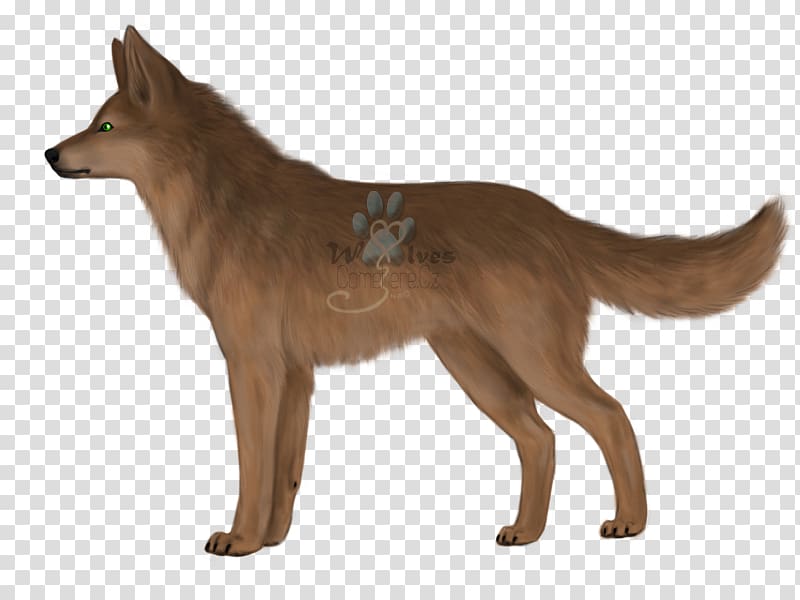 Kunming wolfdog saarloos dingo. Coyote clipart red fox