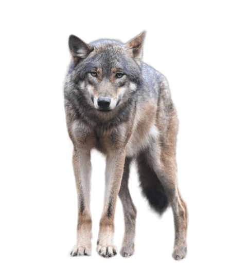 coyote clipart transparent