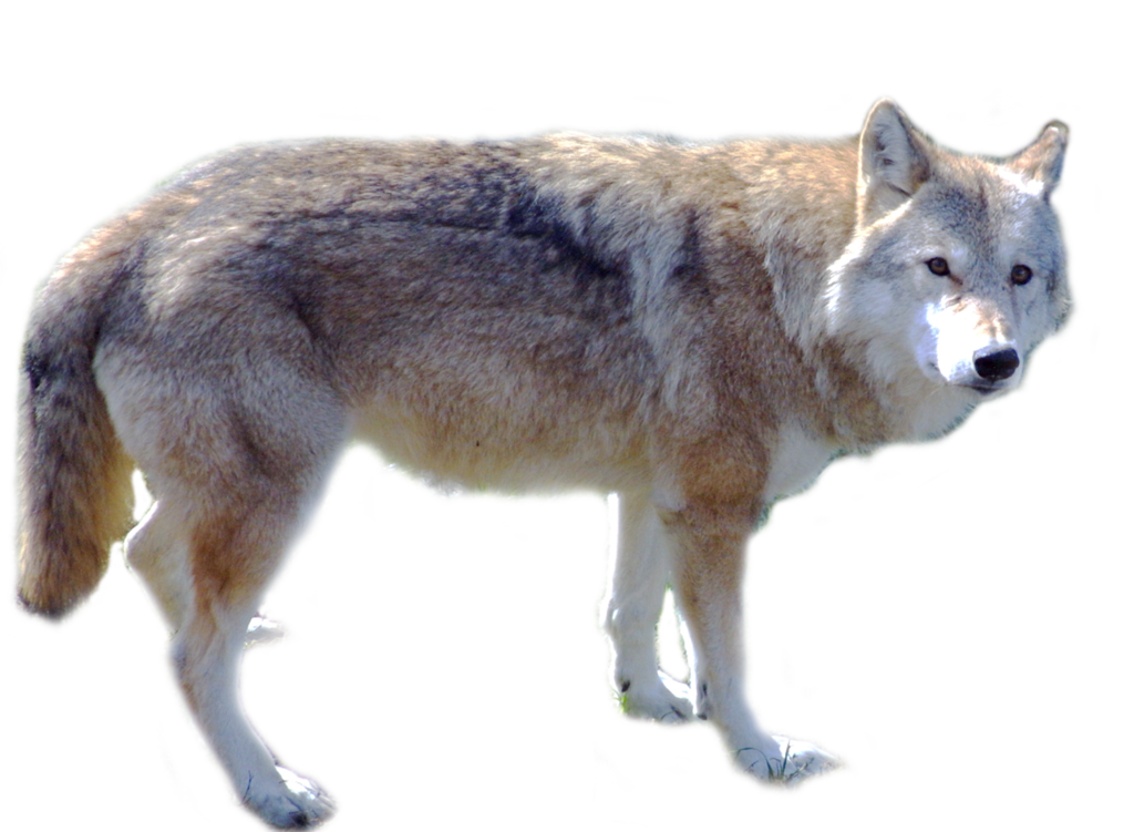 coyote clipart walking