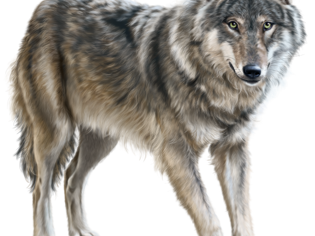 coyote clipart werewolf
