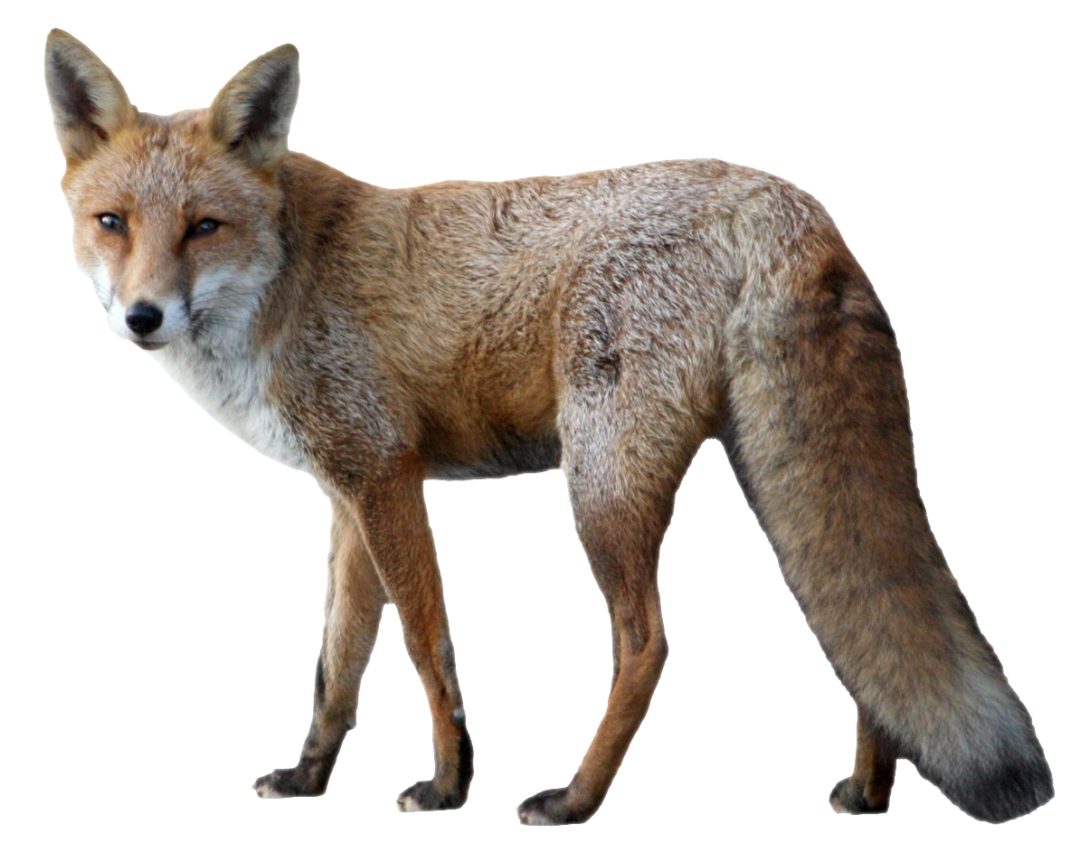 fox clipart coyote
